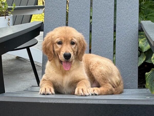 Image of Ollie, a Golden Retriever puppy