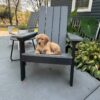 Image of Ollie, a Golden Retriever puppy