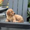 Image of Ollie, a Golden Retriever puppy