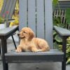 Image of Ollie, a Golden Retriever puppy