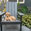 Image of Ollie, a Golden Retriever puppy