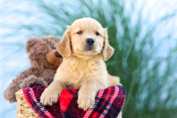 Image of Jake, a Golden Retriever puppy