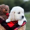 Image of Keisha (trained), a Golden Retriever puppy