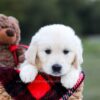 Image of Keisha (trained), a Golden Retriever puppy