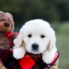 Image of Keisha (trained), a Golden Retriever puppy