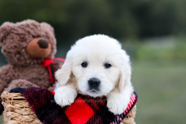 Image of Keisha (trained), a Golden Retriever puppy