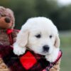 Image of Keisha (trained), a Golden Retriever puppy