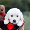 Image of Keisha (trained), a Golden Retriever puppy