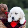 Image of Keisha (trained), a Golden Retriever puppy