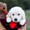 Image of Keisha (trained), a Golden Retriever puppy