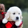 Image of Keisha (trained), a Golden Retriever puppy