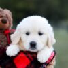 Image of Keisha (trained), a Golden Retriever puppy