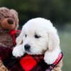 Image of Keisha (trained), a Golden Retriever puppy