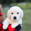 Image of Kimber, a Golden Retriever puppy