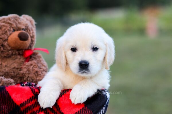 Image of Kimber, a Golden Retriever puppy