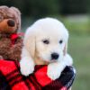 Image of Kimber, a Golden Retriever puppy