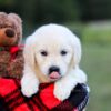 Image of Kimber, a Golden Retriever puppy