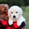 Image of Kimber, a Golden Retriever puppy