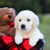 Image of Kimber, a Golden Retriever puppy