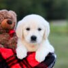 Image of Kimber, a Golden Retriever puppy