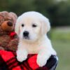 Image of Kimber, a Golden Retriever puppy