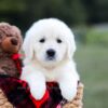 Image of Kinsley, a Golden Retriever puppy