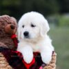 Image of Kinsley, a Golden Retriever puppy