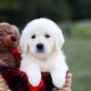 Image of Kinsley, a Golden Retriever puppy