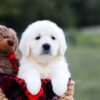 Image of Kinsley, a Golden Retriever puppy