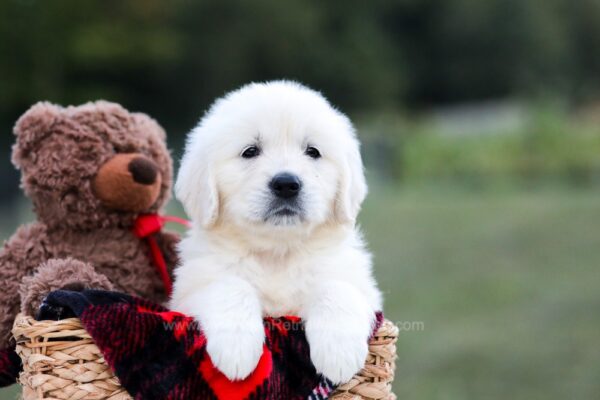 Image of Kinsley, a Golden Retriever puppy