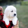 Image of Kinsley, a Golden Retriever puppy