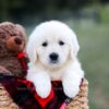 Image of Kinsley, a Golden Retriever puppy