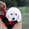 Image of Kinsley, a Golden Retriever puppy