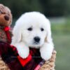 Image of Kinsley, a Golden Retriever puppy