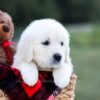 Image of Kinsley, a Golden Retriever puppy