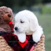 Image of Kinsley, a Golden Retriever puppy