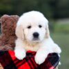 Image of Knox, a Golden Retriever puppy