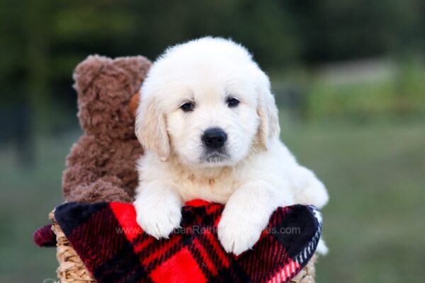 Image of Knox, a Golden Retriever puppy