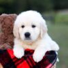 Image of Knox, a Golden Retriever puppy