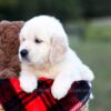 Image of Knox, a Golden Retriever puppy