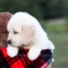 Image of Knox, a Golden Retriever puppy