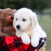 Image of Kruz, a Golden Retriever puppy