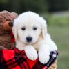 Image of Kruz, a Golden Retriever puppy