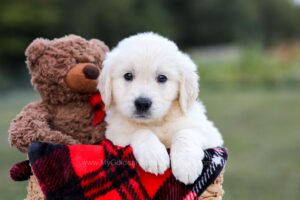 Image of Kruz, a Golden Retriever puppy