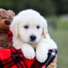 Image of Kruz, a Golden Retriever puppy