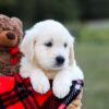 Image of Kruz, a Golden Retriever puppy