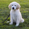 Image of Kylie (trained), a Golden Retriever puppy