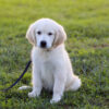 Image of Kylie (trained), a Golden Retriever puppy