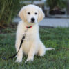 Image of Kylie (trained), a Golden Retriever puppy