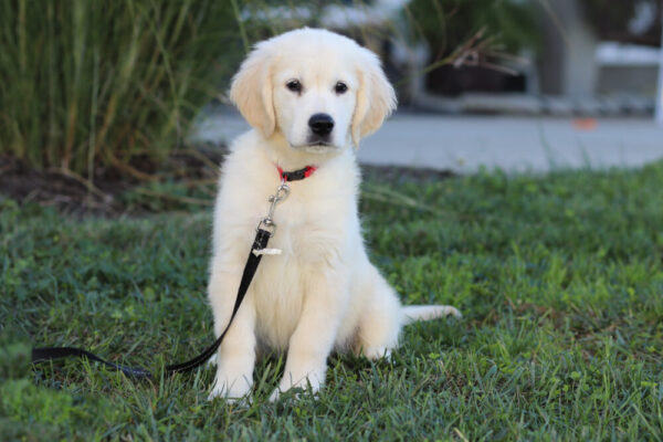 Image of Kylie (trained), a Golden Retriever puppy